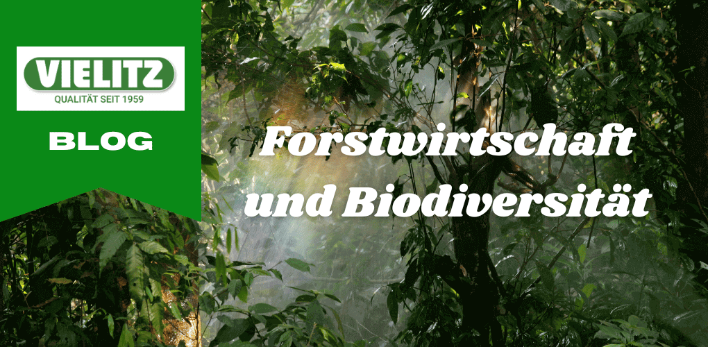 Bild Biodiversität Wald